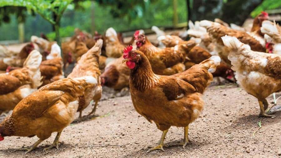 Focus on the Vietnamese Market: Challenges of Import Dependence Behind the Poultry Industry's Resilient Growth